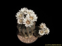 Gymnocalycium stellatum 128